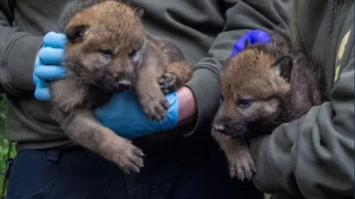 Au Parc Sainte-Croix, des petits bébés loups font leurs arrivées !