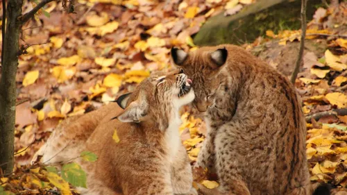 Le Lynx à l’honneur ce week-end au Parc animalier de Sainte-Croix