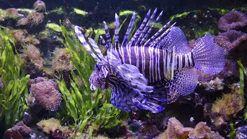 Lorraine : Offre d’emploi pour l’Aquarium D’Amnéville