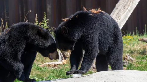 Canicule : le Parc de Sainte-Croix prend soin de ses animaux