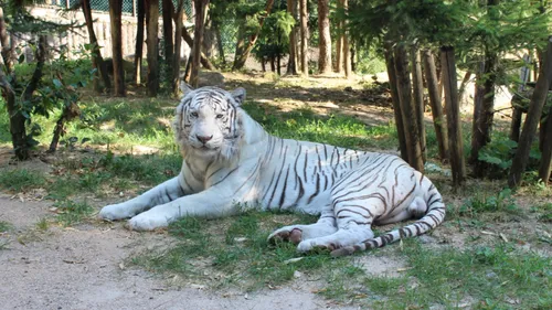 Carnet Noir : Kantaji, le tigre blanc du zoo d’Amnéville s’en est allé