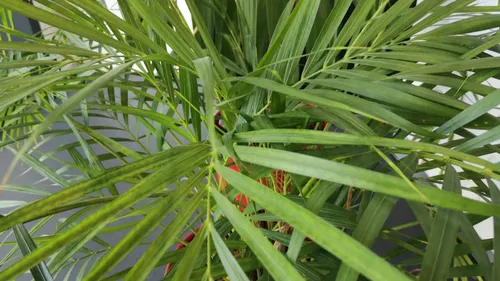 Bon plan : Metz Plage va mettre en vente ses plantes