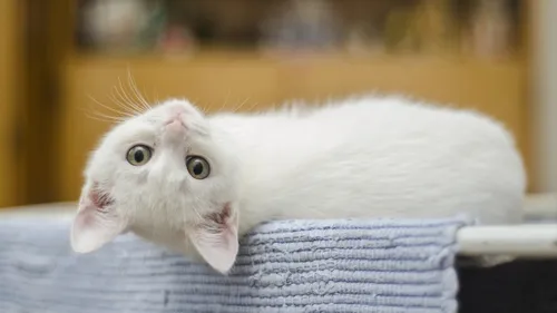 Labège : une journée pour adopter un chat et soutenir une bonne cause