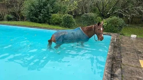 Un cheval découvert dans une piscine privée au sud de Toulouse