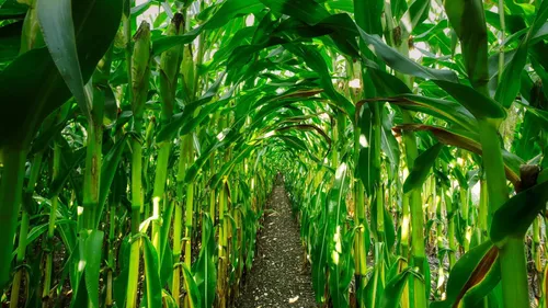 Un nouveau labyrinthe ouvre ses portes au milieu des maïs