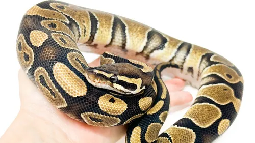 Un python d'un mètre et demi retrouvé dans un appartement à Toulouse