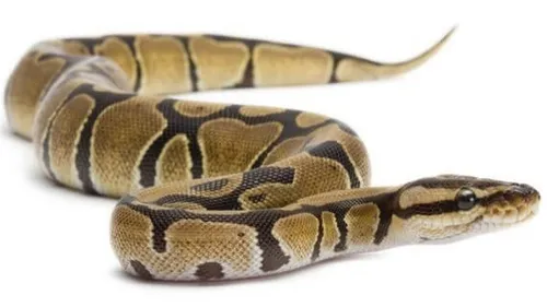 Un python de plus d'un mètre de long capturé à Toulouse