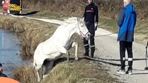 Les pompiers sauvent un cheval tombé dans un canal