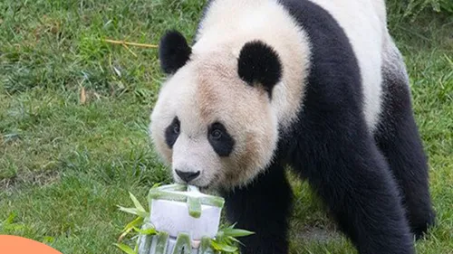 Le premier panda né en France transféré en Chine