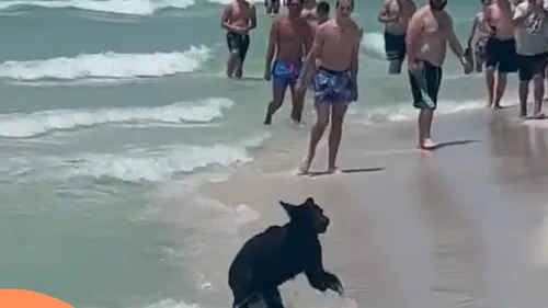 Un ours surgit sur une plage de Floride