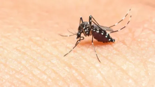 Saint-Louis : les six mesures de prévention contre le moustique tigre