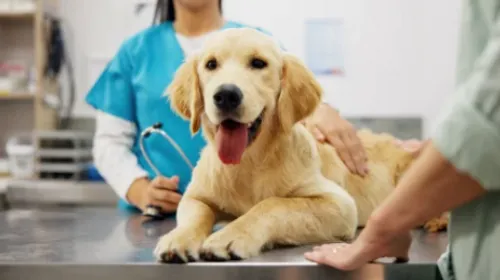 Face aux inquiétudes des propriétaires d’animaux, une clinique...