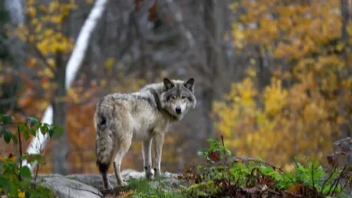 Le loup change de statut, passant de celui d'espèce "strictement...