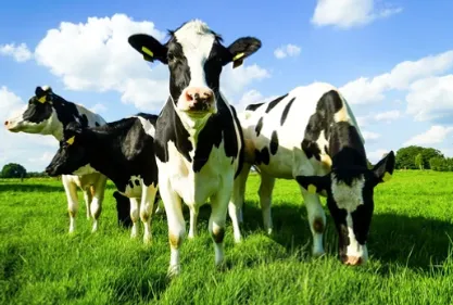 Un drone et plusieurs heures nécessaires pour récupérer dix vaches