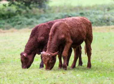 Errant dans les rues, des vaches ont été confinées dans la cour du...