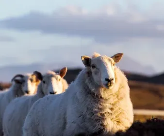 Des moutons errent à proximité de la RD83