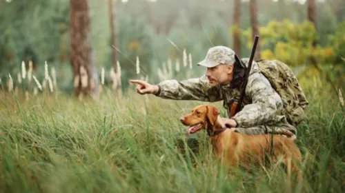 Soupçon de maladie d'Aujeszky, fatale pour les chiens, signalé à...