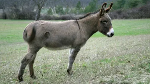 Un âne tombe dans un fossé