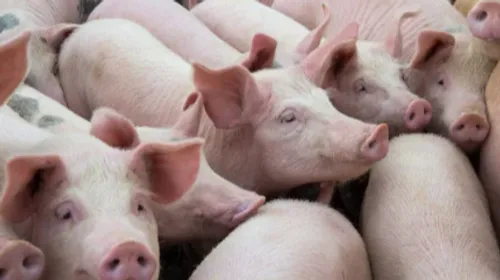 Élevage porcin : à la Ferme Dreyer, rien ne se perd, tout se valorise