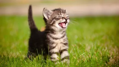 Un vrai survivant » : un chaton bloqué sous une voiture endure plus...
