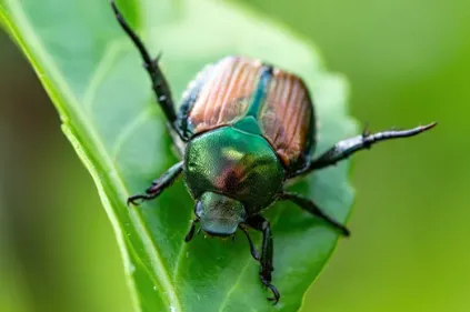 Confrontés à un insecte parmi les plus nuisibles d’Europe, trois...