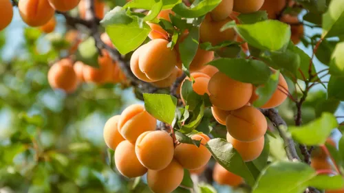 Des abricots plus chers et moins nombreux en 2024