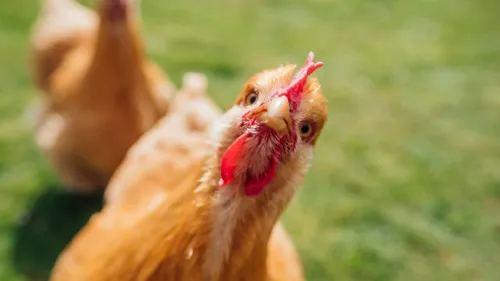 L’institut National pour l’Agriculture affirme que les poules...