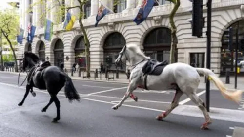 Des chevaux en cavale à Londres