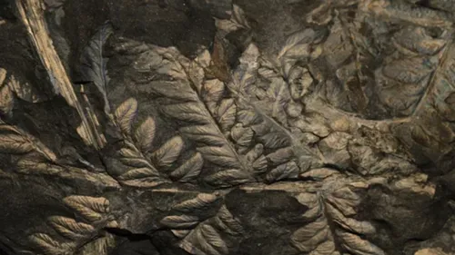 La paléontologie fait son grand retour au Musée d'histoire naturelle