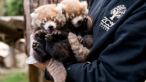La naissance de deux pandas roux au Parc Zoologique et Botanique de...