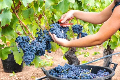 France Travail renforce son dispositif pour la saison des vendanges 