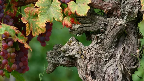  Nouvelle Parcelle de Vignes pour les 450 Ans de Dopff Au Moulin