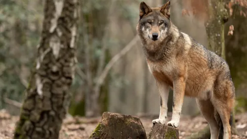 Loups tués dans le Doubs : des associations mécontentes