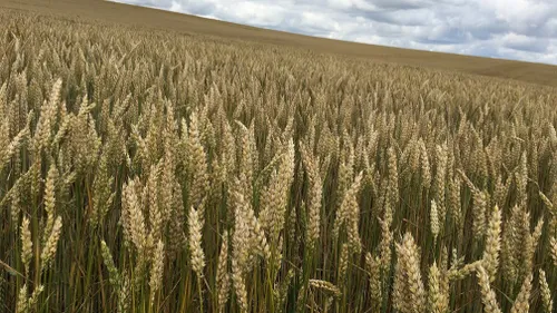 Aides d’urgence : 35 millions d’euros pour les agriculteurs...