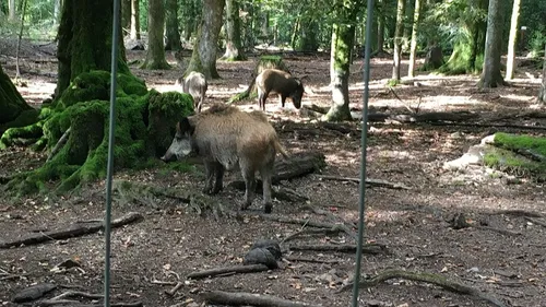 Une battue contre les sangliers sur le plateau de Chenôve 