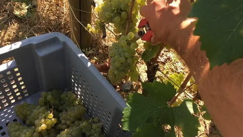 La 63e Vente des vins de Nuits-Saint-Georges aura lieu en mars 2024
