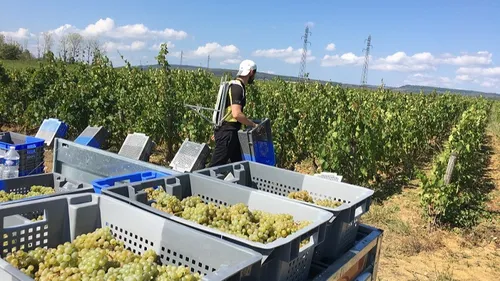 Vendanges 2023 : un millésime "désastreux" pour les saisonniers ? 