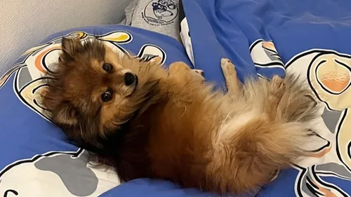 41% des Français déclarent que leur animal dort dans leur lit 