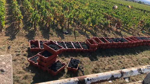 Des vendanges étudiantes organisées en Bourgogne 