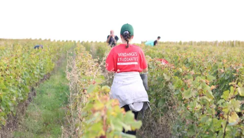 Et si vous participiez aux vendanges cette année ?