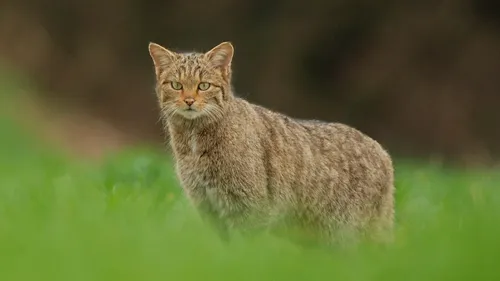 Avez-vous aperçu ce genre de chat sauvage en Côte d’Or ? 