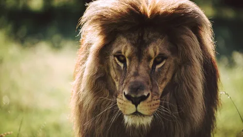 Le parc de l'Auxois annonce la mort de son lion 