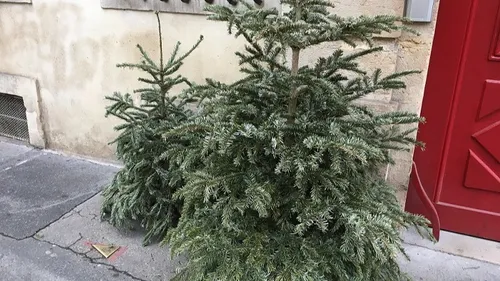 La collecte des sapins a commencé dans la métropole dijonnaise 