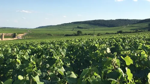 Les vignobles de la région sont à l'honneur ce week-end 
