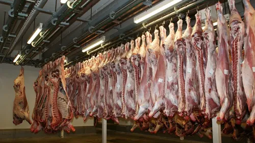 De nouvelles images accablantes à l’abattoir de Venarey-les-Laumes