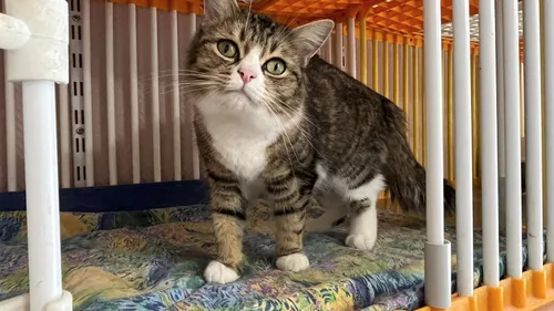 Les chats de Ris-Orangis ont besoin de vous