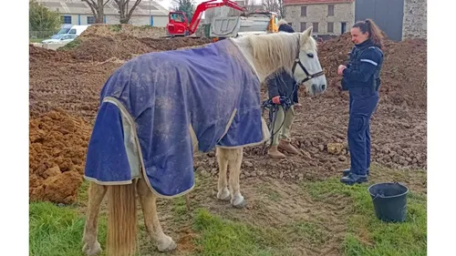 Les gendarmes yvelinois stoppent la vadrouille d'un cheval 
