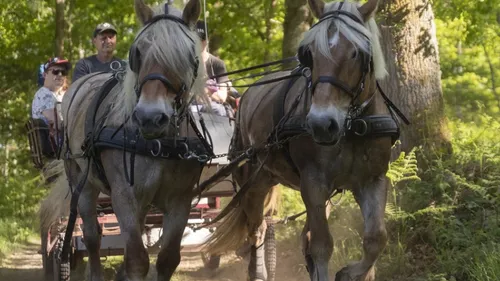 La seconde édition d'Hauts-de-France nature fleurit encore