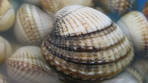Après deux ans d’attente, la pêche à pied des coques bientôt...