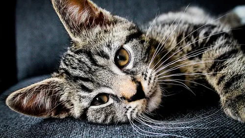 Chats défenestrés à Châteaudun : l'association Stéphane Lamart fait...